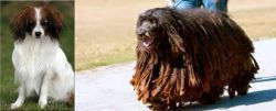 Phalene vs Bergamasco - Breed Comparison