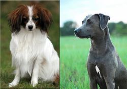 Phalene vs Blue Lacy - Breed Comparison
