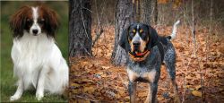 Phalene vs Bluetick Coonhound - Breed Comparison