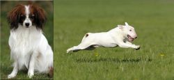Phalene vs Bull Terrier - Breed Comparison