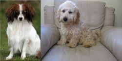 Phalene vs Cockachon - Breed Comparison