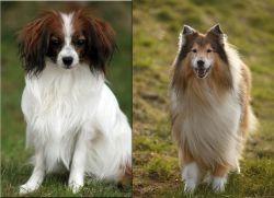 Phalene vs Collie - Breed Comparison