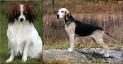 Phalene vs Dunker - Breed Comparison