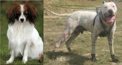 Phalene vs Gull Dong - Breed Comparison