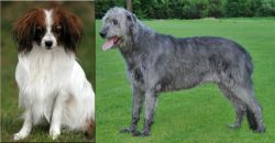 Phalene vs Irish Wolfhound - Breed Comparison