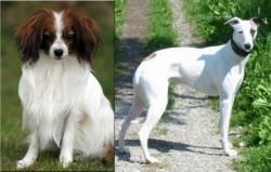 Phalene vs Kaikadi - Breed Comparison