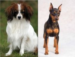 Phalene vs Miniature Pinscher - Breed Comparison