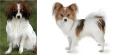 Phalene vs Papillon - Breed Comparison