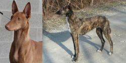 Pharaoh Hound vs American Staghound - Breed Comparison
