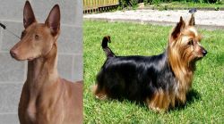 Pharaoh Hound vs Australian Silky Terrier - Breed Comparison