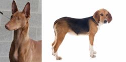 Pharaoh Hound vs Beagle-Harrier - Breed Comparison