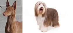 Pharaoh Hound vs Bearded Collie - Breed Comparison