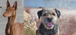 Pharaoh Hound vs Border Terrier - Breed Comparison