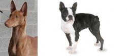 Pharaoh Hound vs Boston Terrier - Breed Comparison