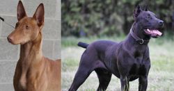 Pharaoh Hound vs Canis Panther - Breed Comparison
