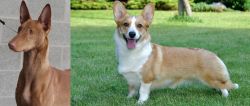 Pharaoh Hound vs Cardigan Welsh Corgi - Breed Comparison