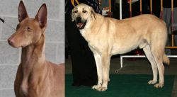 Pharaoh Hound vs Central Anatolian Shepherd - Breed Comparison