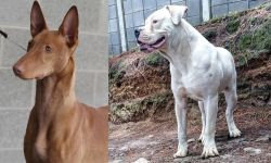 Pharaoh Hound vs Dogo Guatemalteco - Breed Comparison