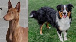 Pharaoh Hound vs English Shepherd - Breed Comparison