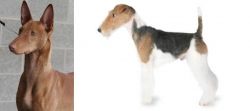 Pharaoh Hound vs Fox Terrier - Breed Comparison
