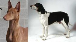 Pharaoh Hound vs Francais Blanc et Noir - Breed Comparison