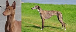 Pharaoh Hound vs Galgo Espanol - Breed Comparison