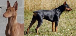 Pharaoh Hound vs German Pinscher - Breed Comparison