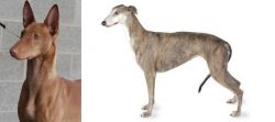 Pharaoh Hound vs Greyhound - Breed Comparison