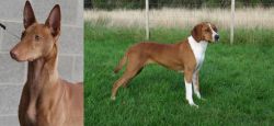 Pharaoh Hound vs Hygenhund - Breed Comparison
