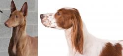 Pharaoh Hound vs Irish Red and White Setter - Breed Comparison