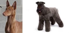 Pharaoh Hound vs Kerry Blue Terrier - Breed Comparison