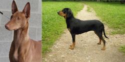 Pharaoh Hound vs Latvian Hound - Breed Comparison