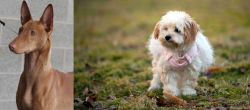 Pharaoh Hound vs West Highland White Terrier - Breed Comparison