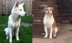 Phung San vs Alapaha Blue Blood Bulldog - Breed Comparison