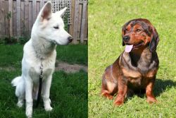 Phung San vs Alpine Dachsbracke - Breed Comparison