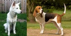 Phung San vs Artois Hound - Breed Comparison