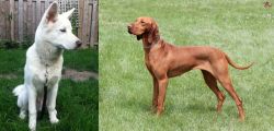Phung San vs Hungarian Vizsla - Breed Comparison