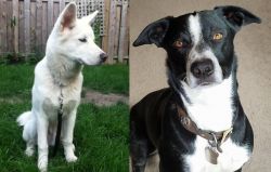 Phung San vs McNab - Breed Comparison