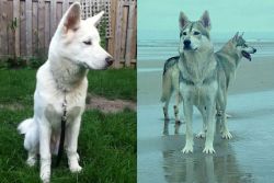 Phung San vs Northern Inuit Dog - Breed Comparison
