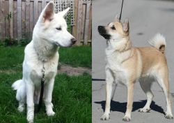 Phung San vs Norwegian Buhund - Breed Comparison