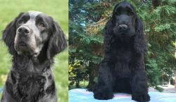 Picardy Spaniel vs American Cocker Spaniel - Breed Comparison