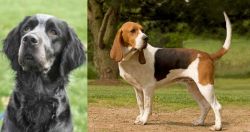 Picardy Spaniel vs Artois Hound - Breed Comparison