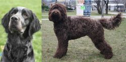 Picardy Spaniel vs Barbet - Breed Comparison