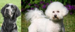 Picardy Spaniel vs Bichon Frise - Breed Comparison