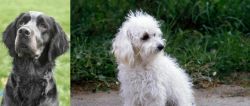 Picardy Spaniel vs Bolognese - Breed Comparison