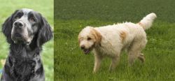 Picardy Spaniel vs Briquet Griffon Vendeen - Breed Comparison
