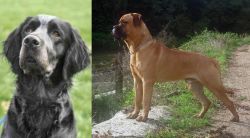 Picardy Spaniel vs Bullmastiff - Breed Comparison
