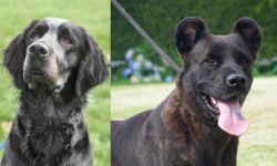 Picardy Spaniel vs Cao Fila de Sao Miguel - Breed Comparison