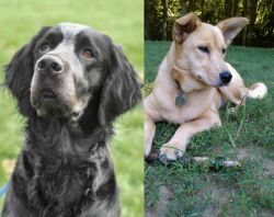 Picardy Spaniel vs Carolina Dog - Breed Comparison