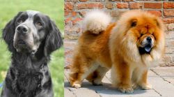 Picardy Spaniel vs Chow Chow - Breed Comparison